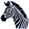 zebra