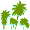 Palm trees