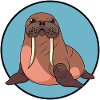 Walrus Alaska