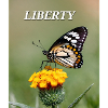 Butterfly in Bloom