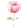 Rose Aquarell Artwork