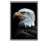 Bald Eagle Weißkopfseeadler