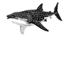requin-baleine Requin-baleine requin-baleine