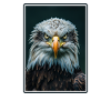 Bald Eagle Weißkopfseeadler
