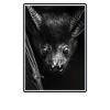 Bat Fledermäuse Fledermaus