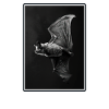 Bat Fledermäuse Fledermaus