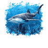 requin-baleine Requin-baleine requin-baleine