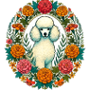 Marigold Poodle