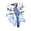Bluejay