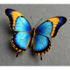 Papillon