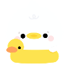Duck Swimming
