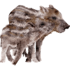 Boars