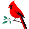 Gaudy cardinal on branch