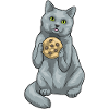 British Shorthair Cookie