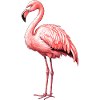 Pink Flamingo