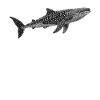 requin-baleine Requin-baleine requin-baleine