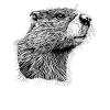 Beaver Biber