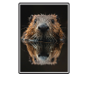 Beaver Biber