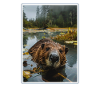 Beaver Biber
