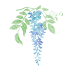 Illustration de glycine bleue sauvage
