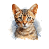 Bengal Katze