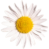 Gänseblümchen