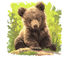 Bear Bären Bär