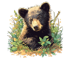 Bear Bären Bär