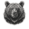 Bear Bären Bär