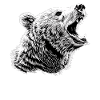 Bear Bären Bär