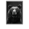 Bear Bären Bär