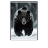 Bear Bären Bär