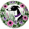Black and White Greyhound