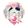 Bernedoodle Dog