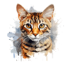 Bengal Katze