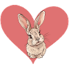 Rabbit Hoppelhase Rabbit Tooth