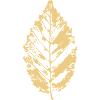 Blatt Buche - Buchenblatt - BOTANISCH