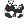 Pandas Giant Panda Panda Bear