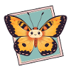 Animaux papillons