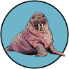 Walrus Alaska Animals