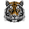 Bengal Tiger King Tiger