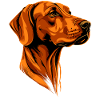 Rhodesian Ridgeback Jagdhund Hunde Stolz Ridgeback