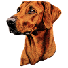Rhodesian Ridgeback Jagdhund Hunde Stolz Ridgeback