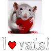 Rat with a heart