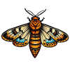 Moth Neo Traditional