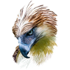 Aigle