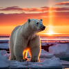Polar bear-Design with sunset