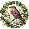 House Finch