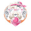 Bernedoodle Dog