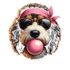 Bernedoodle Chien